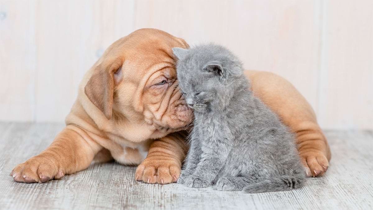 Kitten and puppy